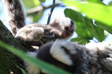 Cute fingermonkeys in Brazil. Also know as marmoset