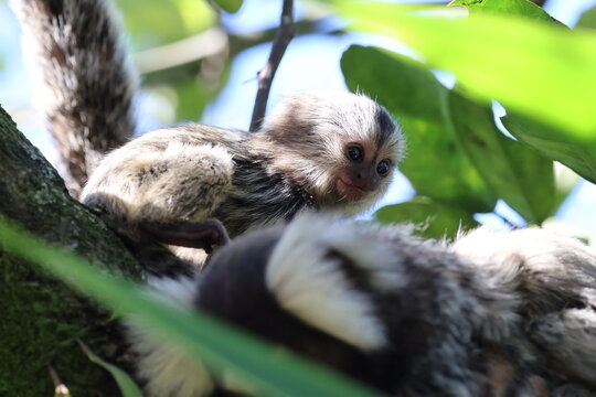 Cute fingermonkeys in Brazil. Also know as marmoset - Powered by Adobe