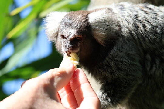 Cute fingermonkeys in Brazil. Also know as marmoset