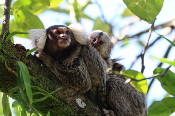 Cute fingermonkeys in Brazil. Also know as marmoset