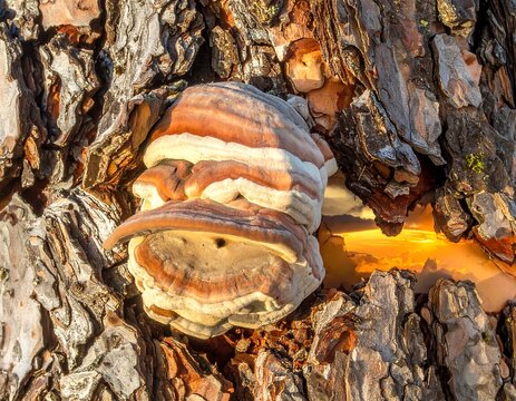 Close-up of a shelf-like fungus growing on a tree trunk
