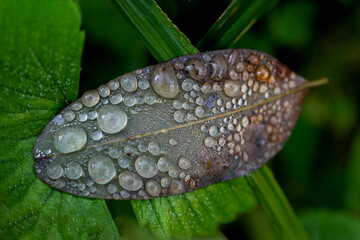 Leaf covered with morning dew drops on forest ground
View of a pale leaf resting on the forest floor, covered with sparkling morning dew drops in natural light.

