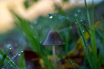 Small forest mushroom surrounded by dew-covered grass
Tiny mushroom standing among dew-covered grass blades with a soft green background.
