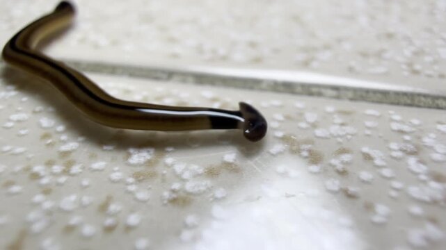 Hammerhead Flatworm Moving Across Tiled Surface with Brown Stripes in Shallow Depth of Field Macro Composition, Exotic Species Observation Concept