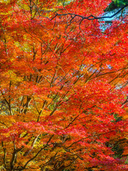 Vibrant Japanese maple tree foliage under the sunlight (Tokyo, Japan)