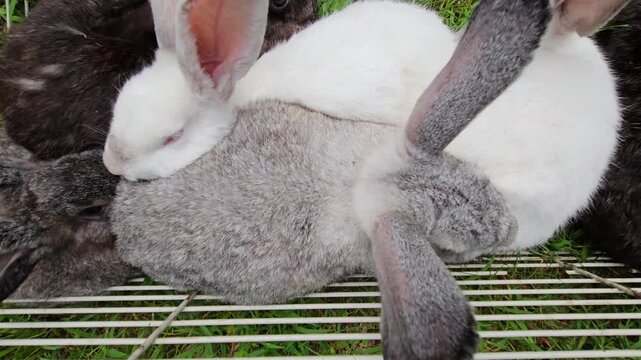 Close up top view of few adult rabbits cuddle in bottom less cage placed on grass while animals waiting to be transported or processed. Bunnies can also feed on fresh grass and be moved into new spot.