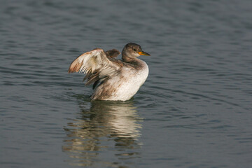 An adult red-necked grebe (Podiceps grisegena) in winter plumage is filmed flapping its wings on blue water.