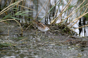 An adult little crake (Zapornia parva) in winter plumage, photographed close up in a reed bed.