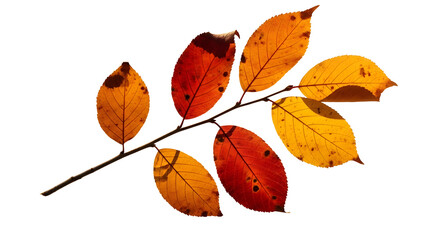 Autumn Branch with Colorful Leaves isolated on transparent background