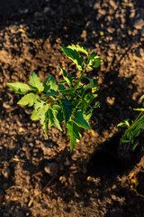 Woman farmer planting seedlings of tomatoes in the garden. Selective focus.