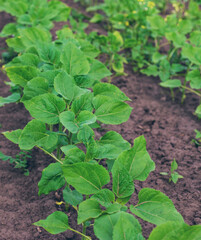 Small sunflower sprouts on the field. Selective focus.
