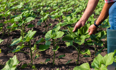 Sunflower sprouts on a field in the hands of a farmer. Selective focus.