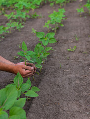 Sunflower sprouts on a field in the hands of a farmer. Selective focus.