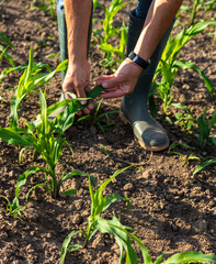 Obraz premium Corn sprouts on the field grow in the hands of the farmer. Selective focus.