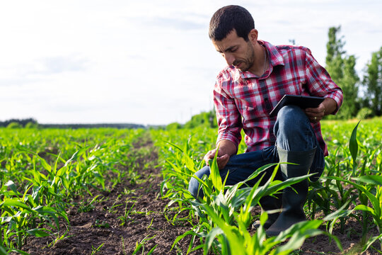 Corn sprouts on the field grow in the hands of the farmer. Selective focus.