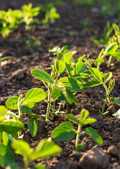soybean sprouts grow on the field. Selective focus.