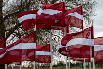 Latvian Flags Waving in Wind on Autumn Day – National Pride and Freedom Concept