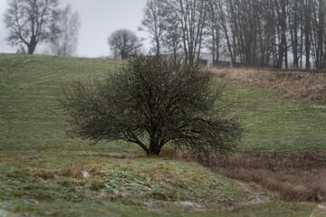 Solitary Leafless Tree in Frosted Winter Meadow on a Grey Overcast Day