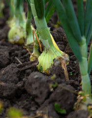 Onions growing in the garden. Selective focus.