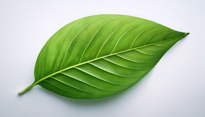 Obraz premium Herbal Medicine Green Leaf Logo