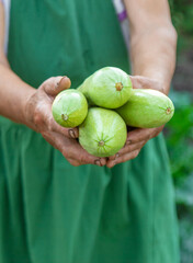 A woman farmer holds a zucchini harvest in her hands. Selective focus.