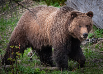 Naklejka premium Foraging grizzly bear, Yellowstone National Park