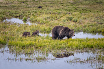 Grizzly bear sow and two cubs walking through a river bottom, Yellowstone National Park