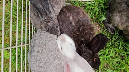 Top close up view of few adult rabbits cuddle in bottom less cage placed on grass while animals waiting to be transported or processed. Bunnies can also feed on fresh grass and be moved into new spot.