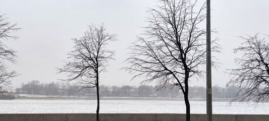 Trees on the embankment. A winter day. Several spreading trees stand along the riverbank. The trees have black trunks and long, curved, leafless black branches. Snow lies all around.
