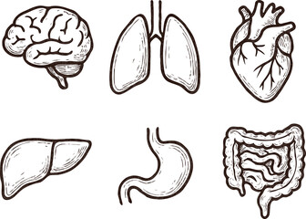 Human internal organs anatomy Collection. Illustration of Stomach, liver, heart, bladder, intestine, pancreas, kidneys, Lungs, pelvis, brain set. Symbol Line art, Outline Doodle icons drawing