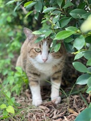 Chubby Cat Hiding in Garden Shrubs