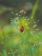 A tiny red insect rests on delicate grass buds, surrounded by a soft green blur that creates a calm, natural, and dreamy atmosphere.