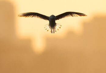 A backlit image of slender-billed seagull in flight at Tubli bay, Bahrain