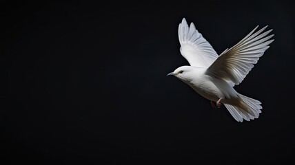 White dove in graceful flight with wings spread against a plain backdrop