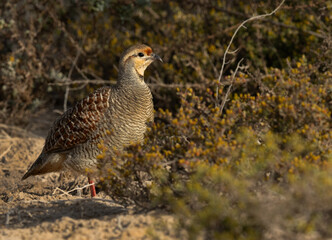 Grey francolin in bush at Hamala, Bahrain