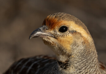 Closeup of a Grey francolin at Jasra, Bahrain