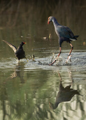 Grey-headed Swamphen and moorhen face to face at Buhair lake, Bahrain