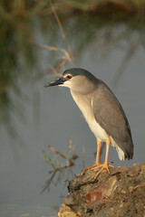 Black-crowned Night heron at Buhair lake, Bahrain