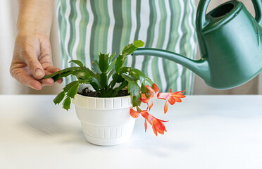 Hand caring for blooming christmas cactus (schlumbergera) in pot