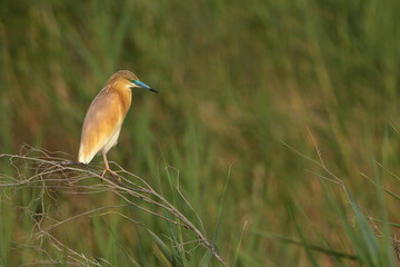Squacco Heron on green at Buhair lake, Bahrain