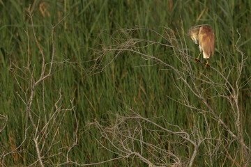 Squacco Heron preening at Buhair lake, Bahrain