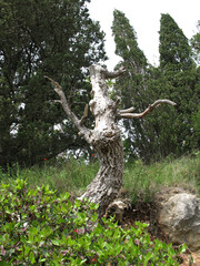 a monster growing out of a tree in a summer park