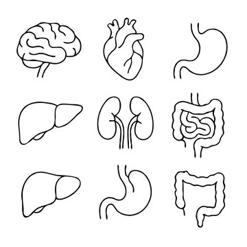 Human internal organs anatomy Collection. Illustration of Stomach, liver, heart, bladder, intestine, pancreas, kidneys, Lungs, pelvis, brain set. Symbol Line art, Outline Doodle icons drawing