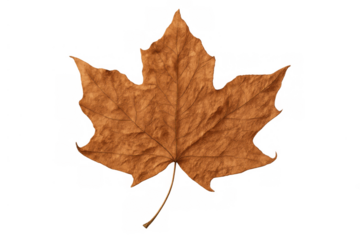 Dry maple leaf displaying autumn colors and delicate veins, isolated on a transparent background