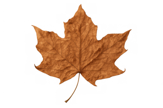 Dry maple leaf displaying autumn colors and delicate veins, isolated on a transparent background
