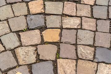 A brick walkway with a small green plant growing out of it