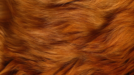 A background of a red Maine Coon cat fur. Close up.