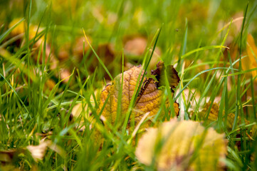 Obraz premium Autumn leaf transitioning colors resting in vibrant grass