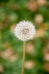 Dandelion seed head standing on green field against blurry background