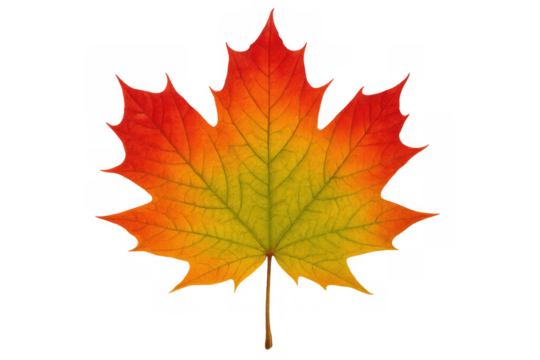 Maple leaf displaying stunning autumn colors changing from red to orange, yellow, and green, transparent background